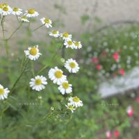 ハーブ,花のある暮らし,小さな幸せ♡,カスミソウ・midori,ハーブ・midoriの画像