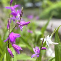 シラン,感謝,ありがとう♡,今日も笑顔で♡,お花に癒されての画像