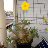 パキポディウム・グラキリス,パキポディウム・グラキリス,グラキリス実生,パキポディウム  グラキリスの画像