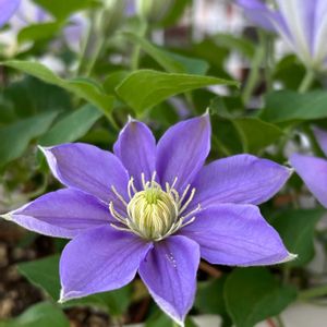 クレマチス,クレマチス パストラーレ,ベランダガーデニング,花のある暮らしの画像