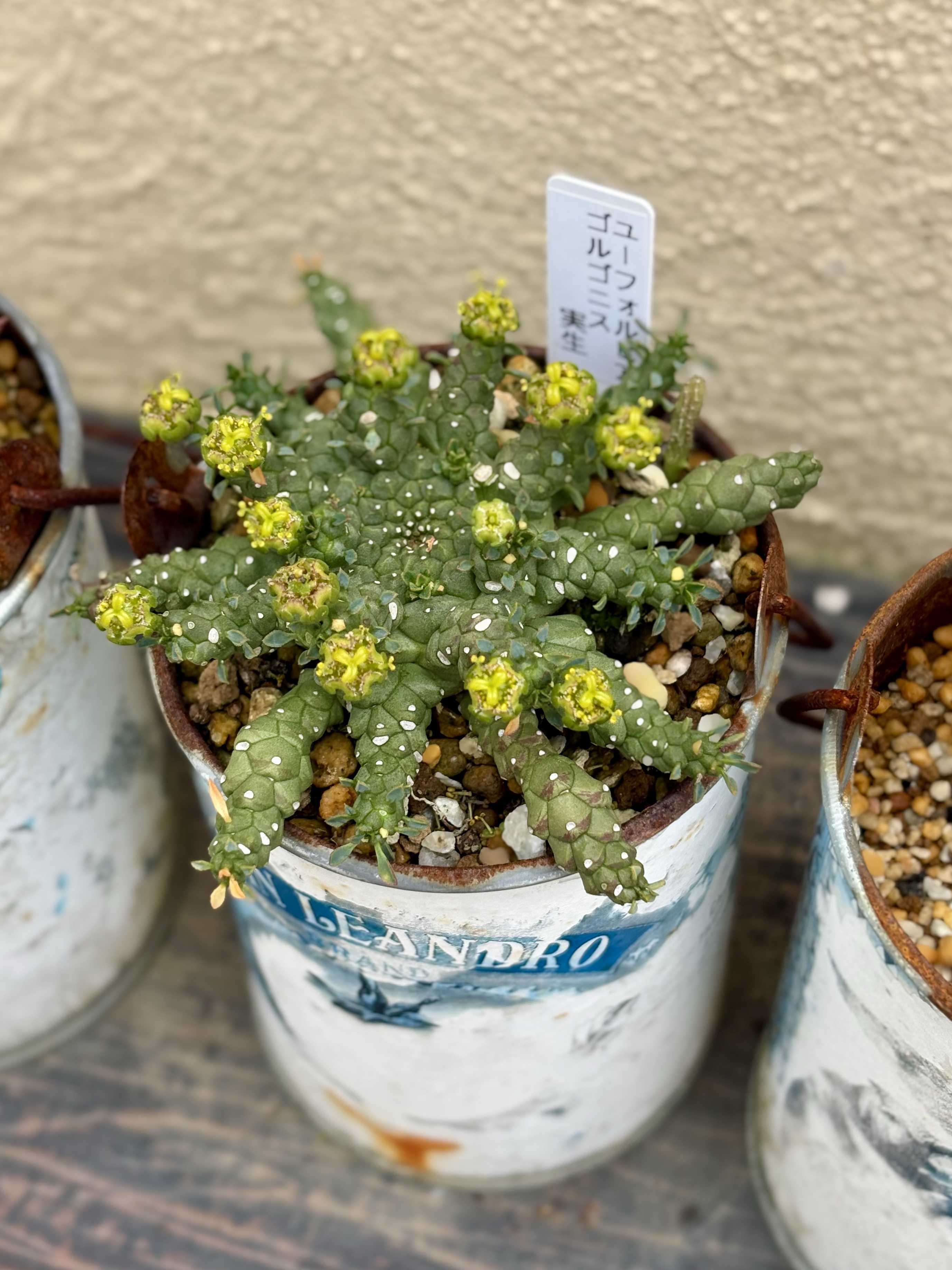 ブラックプリンスの育て方｜日当たりや水やり頻度は？植え替えは必要