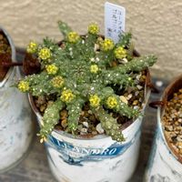 サボテン,ブラックプリンス,ゴルゴニス,ユーフォルビア ゴルゴニス,多肉植物の画像