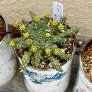 サボテン,ブラックプリンス,ゴルゴニス,ユーフォルビア ゴルゴニス,多肉植物の画像
