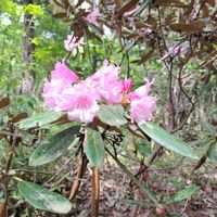 キンギョソウ,シャクナゲ,愛知県緑化センターの画像