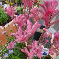 カンガルーポー,GSのみなさんに感謝♡,ブルーメッセあきた,素敵な出会いに感謝,GSの繋がりに感謝♡の画像