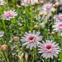 マーガレット,マーガレット あずきちゃん,マーガレット あずきちゃん,庭の画像