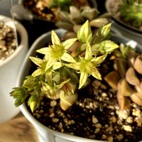  ブロンズ姫,多肉植物,癒し,グリーンのある暮らし,GSのみなさんに感謝♡の画像