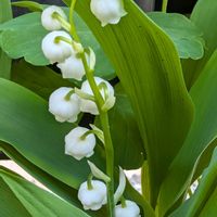 スズラン,鈴蘭 （すずらん）,庭の画像