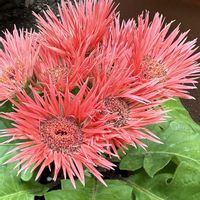 ガーベラ,ヒメウツギ,ユーフォルビア.,斑入りアルストロメリアの画像