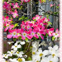 ハナミズキ,レッドロビン,通りすがりにの画像