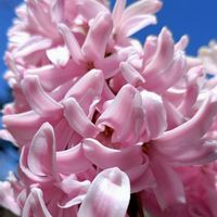 ヒヤシンス,庭の画像