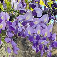 フジ,花のある暮らし,お散歩写真,お花が好き♡,綺麗なお花の画像