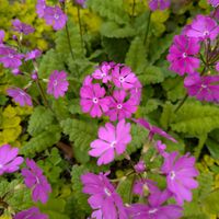 ニホンサクラソウ,ニホンサクラソウ,多年草,春の画像