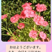 ナデシコ,ナデシコ,スマホ撮影,今日も笑顔で♡,今を生きるの画像