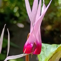 シクラメン,新潟,ピーコックの画像