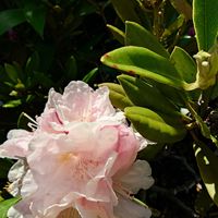 シャクナゲの画像