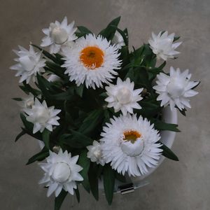 ブラクテアンサ,ブラクテアンサ《 モハベ》,ベランダの画像