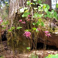 イカリソウ,コブシ,タムシバ,オオキツネヤナギ,山野草の画像