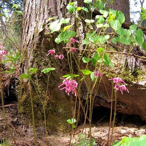 イカリソウ,コブシ,タムシバ,オオキツネヤナギ,山野草の画像