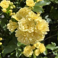 モッコウバラ,黄色い花,いつもの散歩道,平和を願う☆,いつまでも友達でいよう♡の画像