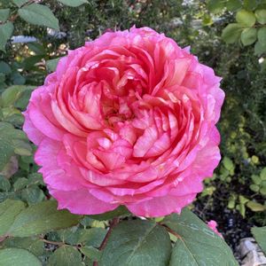 レッドレオナルドダヴィンチ,バラ ラプソディインブルー,大好きな花,バラの季節,バラのある暮らしの画像