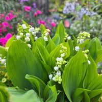 スズランの画像