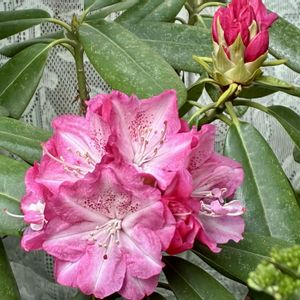 クレマチス,シャクナゲ,小さな庭,テラス,ベランダの画像