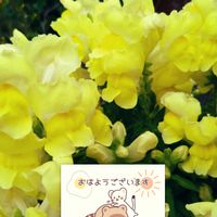 金魚草,黄色い花,金魚草の栽培,日曜日はビタミンカラーの日,プラ鉢で栽培の画像