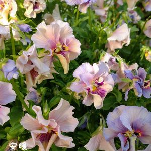 ブラキカム,ビオラ　レディ,マーガレット　サクラ,種まき,花のある暮らしの画像