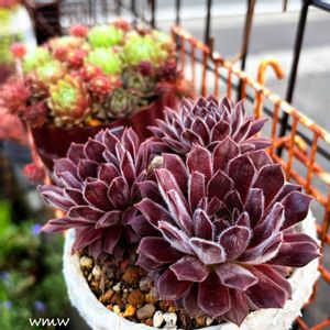 ビンクパフ,多肉植物,癒される,no green no life,センペルビウム属の画像