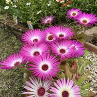 ガザニア,リビングストンデージー,花のある暮らし♡,お花に感謝の画像