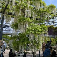 フジ,コクリュウ,八重黒龍藤（ヤエコクリュウフジ）,ショウワシロフジ,藤ふじの画像