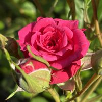 バラ,ミニバラ,スマホ,小さな庭の画像