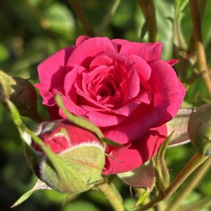 バラ,ミニバラ,スマホ,小さな庭の画像