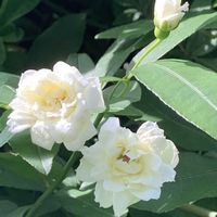 モッコウバラ,白モッコウバラ,ありがとう♡,繋がりに感謝✨,放ったらかし隊の画像