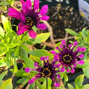 オステオスペルマム スプーン咲き,ほったらかし,花のある暮らし,みどりのある暮らし,小さな楽しみの画像