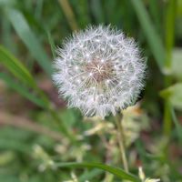 タンポポ,タンポポの綿毛,お散歩写真,GSのみなさんに感謝♡,平和を願うの画像