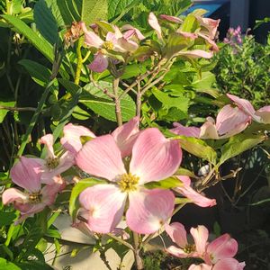 ハナミズキ,花のある暮らし,今日のお花,繋がりに感謝✨,素敵な日曜日を✨の画像