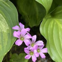 ムラサキカタバミ,野草,雨降り,ガーデンネックレス横浜2026コンテスト,庭の画像