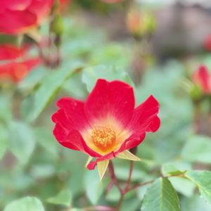 バラ,バラ,お散歩,バラ園,千葉市都市緑化植物園の画像