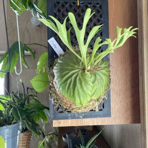 コウモリラン,ビカクシダ,ビカクシダ リドレイ,観葉植物,キキ　ビカクシダの画像