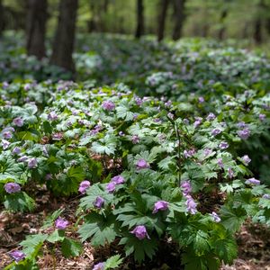 シラネアオイ,仲良し,花のある暮らし,赤城自然園,おうち園芸の画像