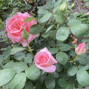 花のある暮らし,うどん県人会,おうちde菜園,小さな庭の画像
