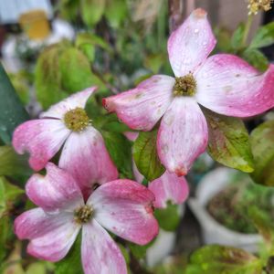ハナミズキ,インカのペチュニア,花のある暮らし,今日のお花,小さな幸せの画像