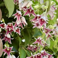 ムベ,ウラシマソウ,ヤブタビラコ,マルバコンロンソウ,サンショウソウの画像