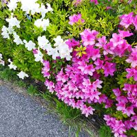 ツツジの画像