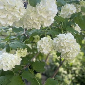 ビバーナム・スノーボール,癒し,花のある暮らし,お花大好き♡,優しい気持ちの画像