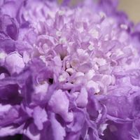 スカビオサ,スカビオサ,ニラ,胡椒餅,胡椒餅の画像