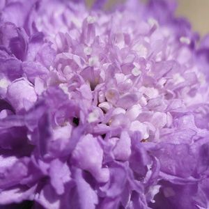 スカビオサ,スカビオサ,ニラ,胡椒餅,胡椒餅の画像