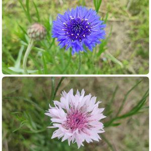 矢車菊(やぐるまぎく),花のある暮らし,こぼれダネの画像